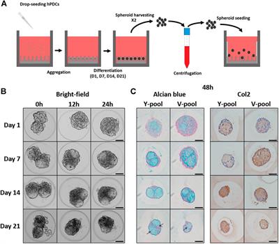 A platform for automated and label-free monitoring of morphological features and kinetics of spheroid fusion